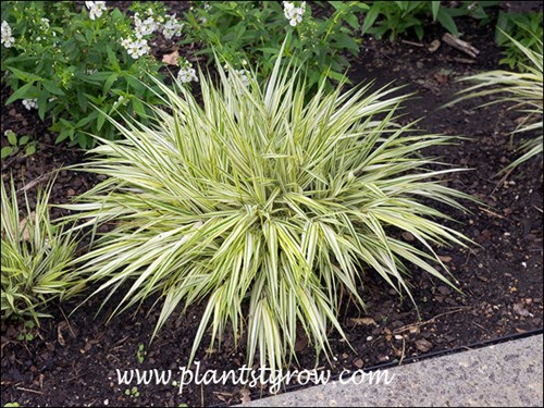 Striking bright foliage grass for the shaded area of a garden.